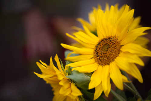 Solros