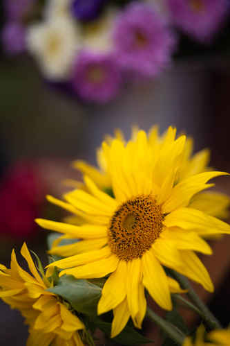 Solros