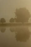 dimma121010-2.jpg