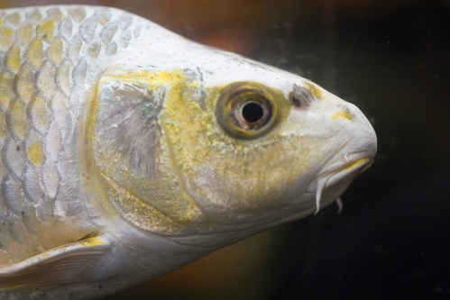 Fisk