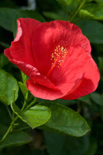 Hibiskus