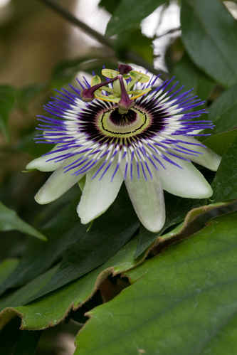 Blomma