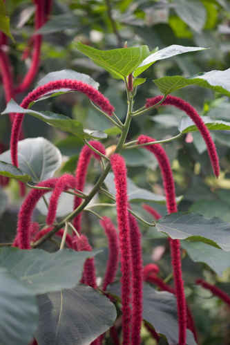 Blomma