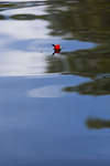 flote120714-1.jpg