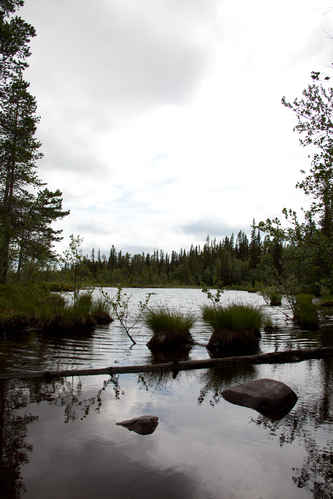 Tjärn