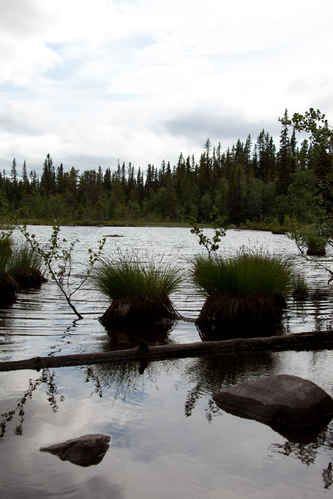 Tjärn