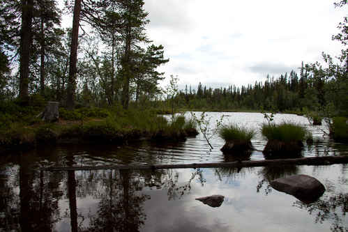 Tjärn