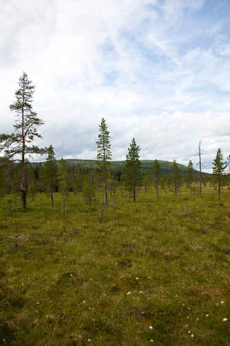 Fulufjällets Nationalpark