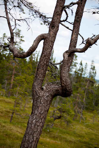 Skruvat träd