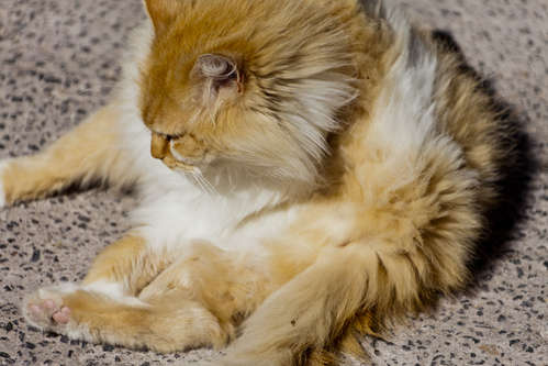 Katt