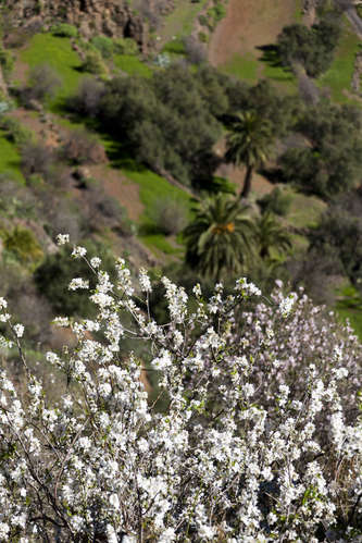 Barranco de Guayadeque