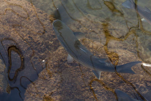 Fiskar