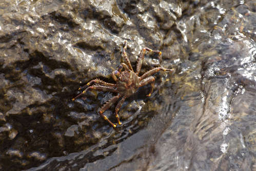 Krabba