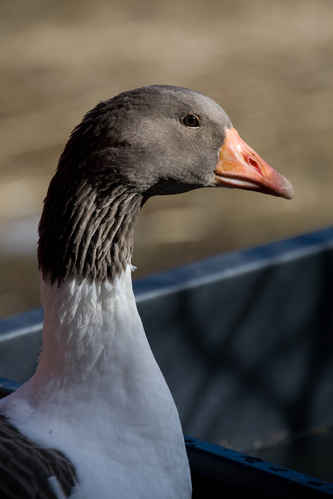 Gås