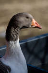 gratisbilder-080308-29.jpg
