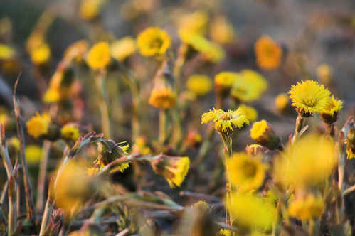 Gratis bilder