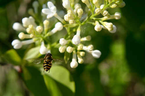 Gratis bilder