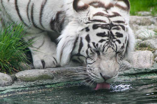Gratis bilder