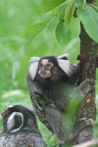 Gratis bilder