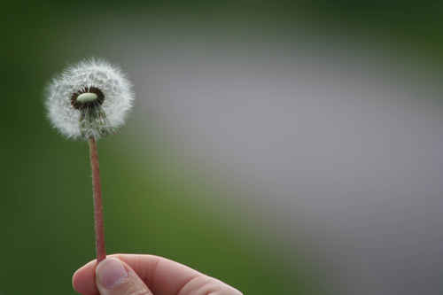 Gratis bilder