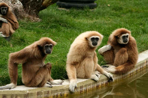 Vithandad gibbon