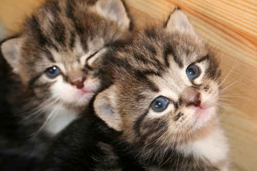 Kattungar