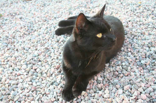Svart katt