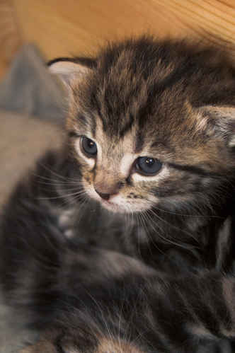 Kattunge