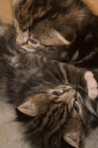 Kattungar