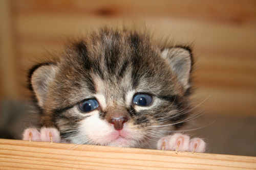 Kattunge