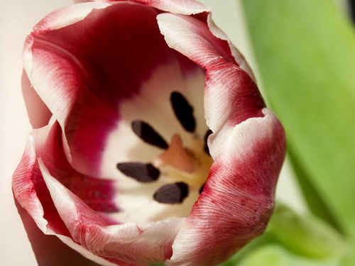 Gratis bilder