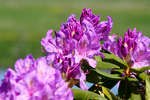 gratisbilder-080324-185.jpg