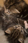 gratisbilder-080324-211.jpg