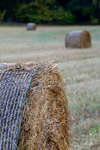 gratisbilder-080324-46.jpg