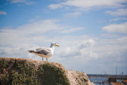 Gråtrut
