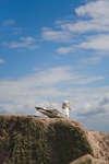 gratrut091229-2.jpg