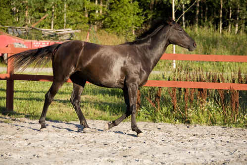Hästar