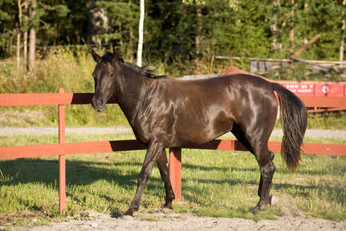 Häst i paddock