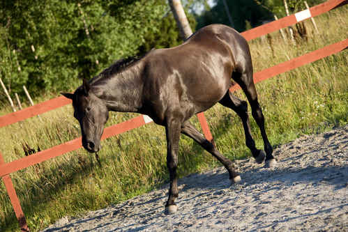 Hästar