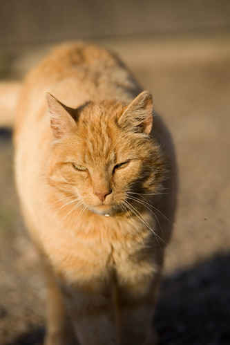 Katt