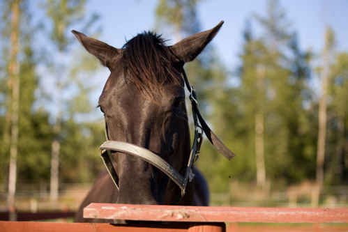 Hästar