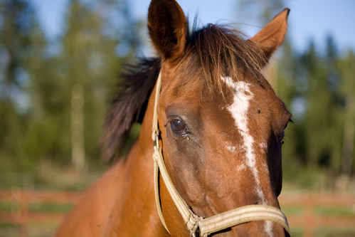 Hästar