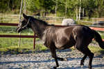 hastar080722-11.jpg