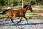hastar080722-12.jpg