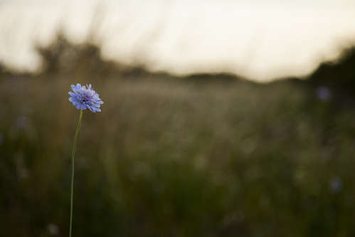 Lila blomma