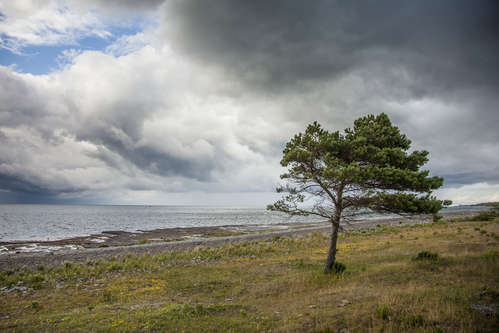 Träd vid havet