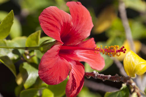 Hibiskus
