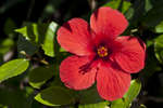 hibiskus110203-3.jpg