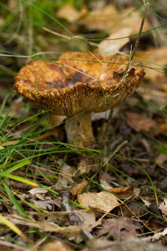 Svamp