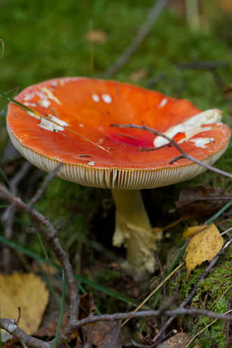 Rosenkremla